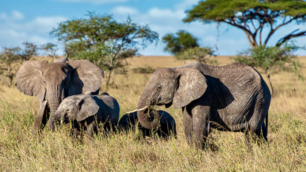 Safari adventures in the Maasai Mara National Reserve