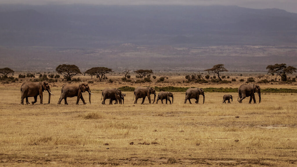 Wildlife viewing in Amboseli National Park
