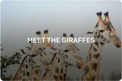 Giraffe Centre