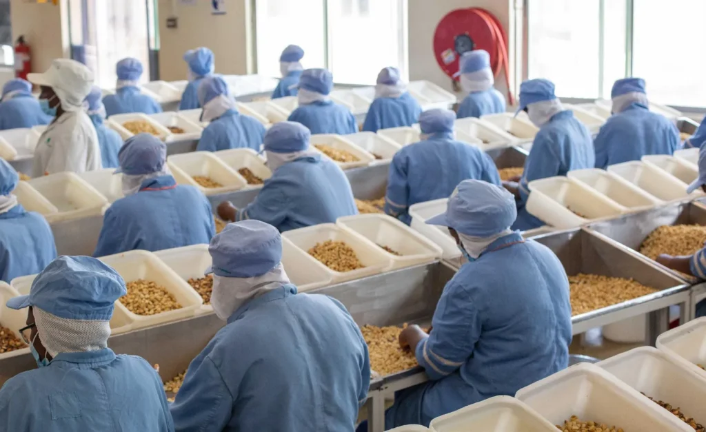 Kenya Nut Company – Nut Processor in Nairobi