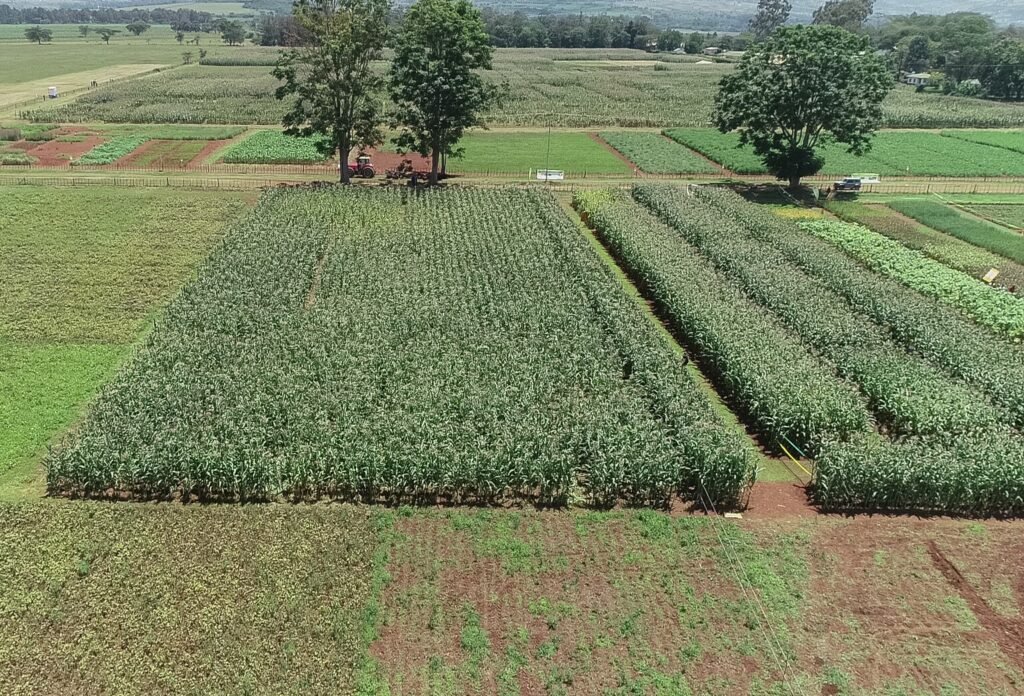 Kenya Seed Company