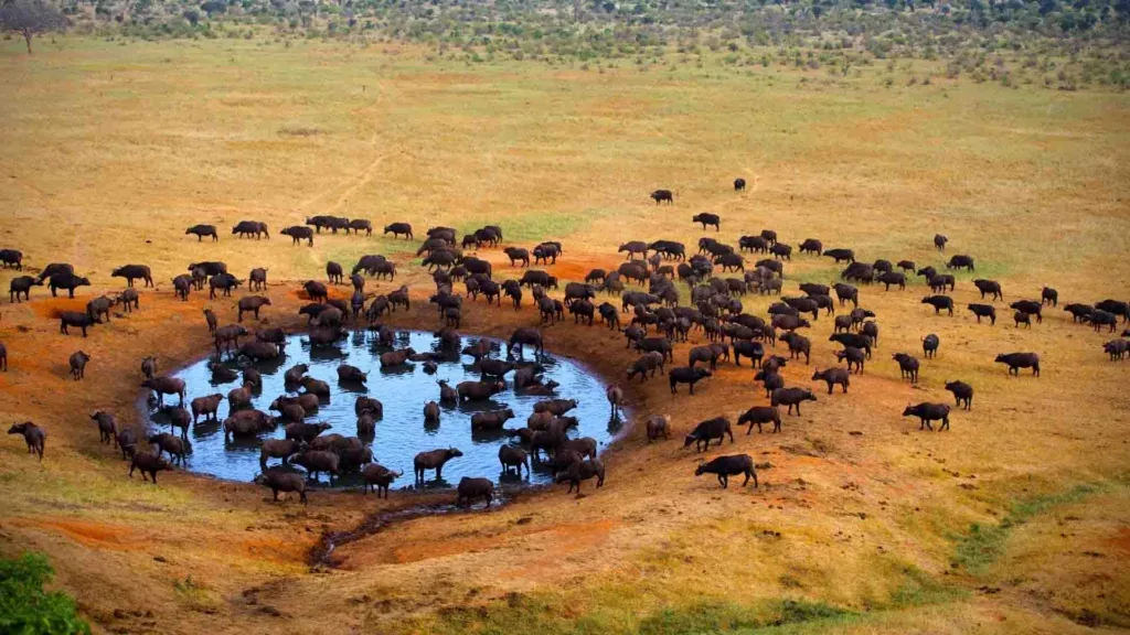 Kenya Wildlife Service