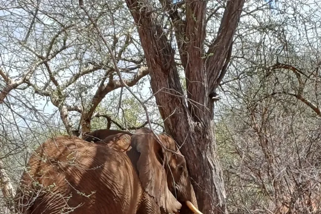 Kora National Park