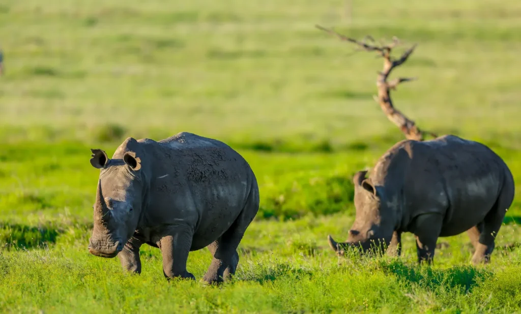 Lewa Wildlife Conservancy