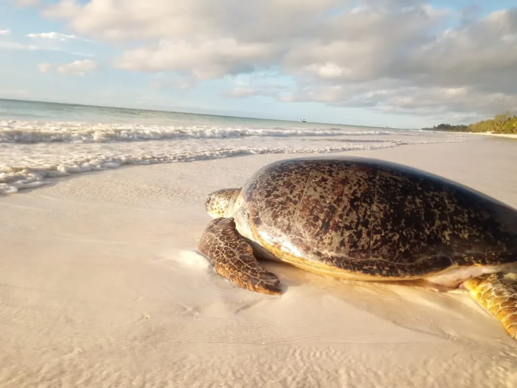 Watamu Marine National Park