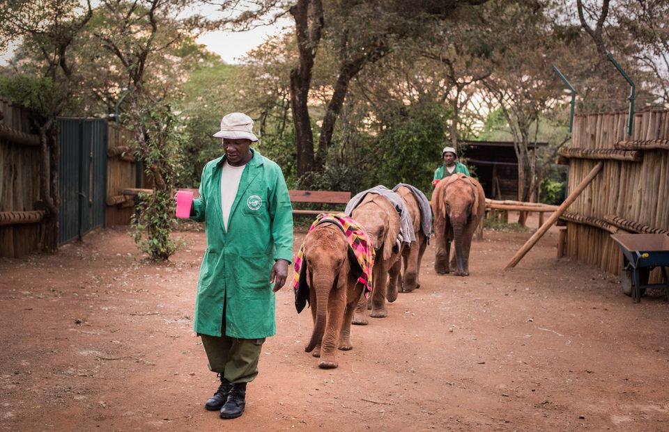 Sheldrick Wildlife Trust 