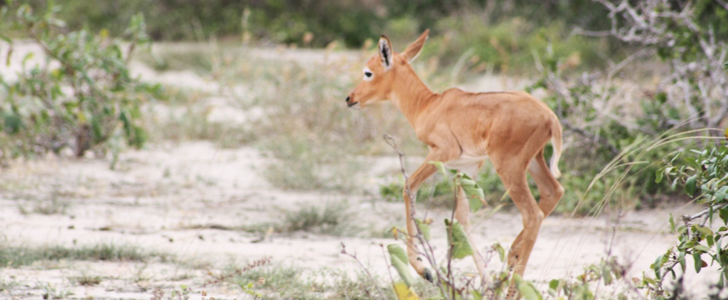 Ishaqbini-Hirola Community Conservancy