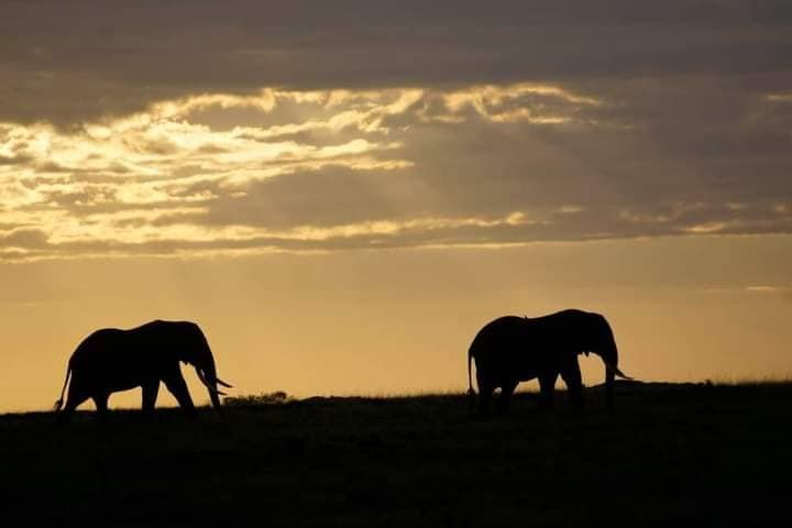 Olkeju mara tours and travel