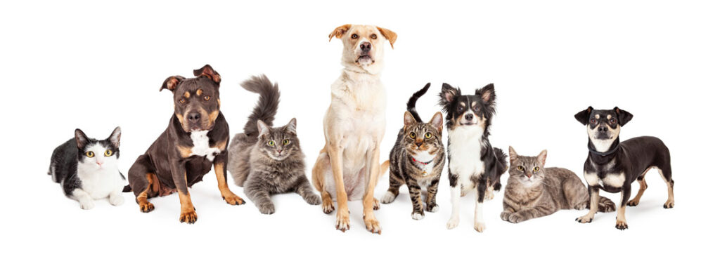 Haven Veterinary Services Kakamega