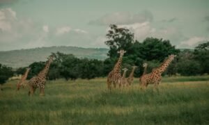Rwanda-Safari-Packages.jpg