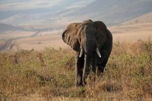 tanzania-safari-destinations.jpg